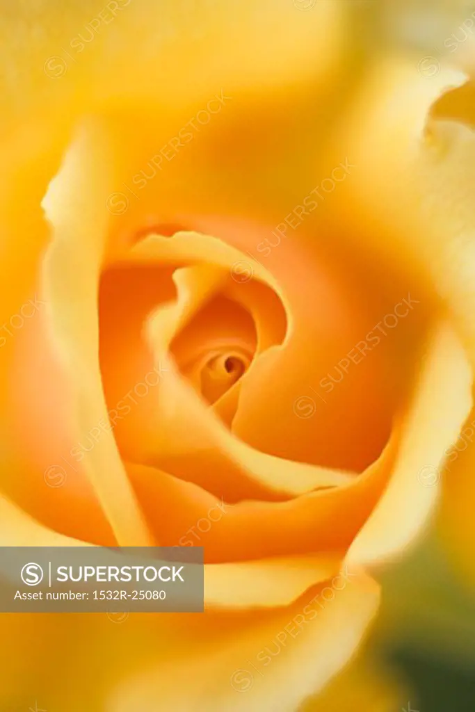 Yellow rose (close-up)