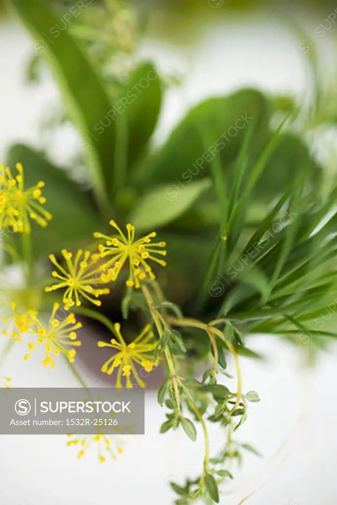 Bunch of herbs with dill flowers