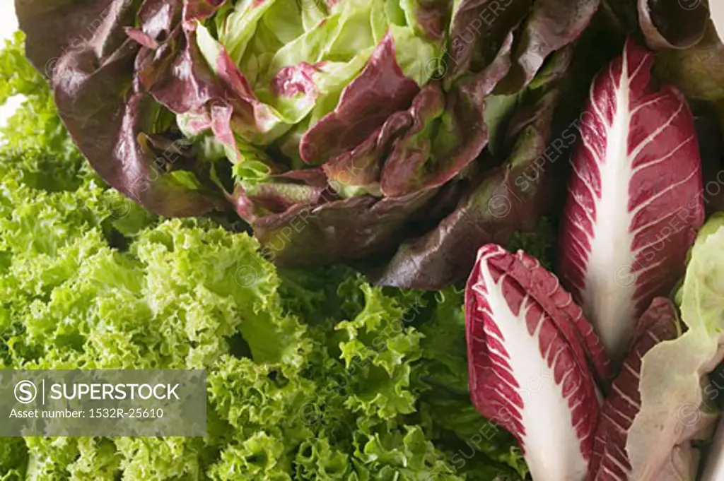A selection of lettuces and radicchio (detail)