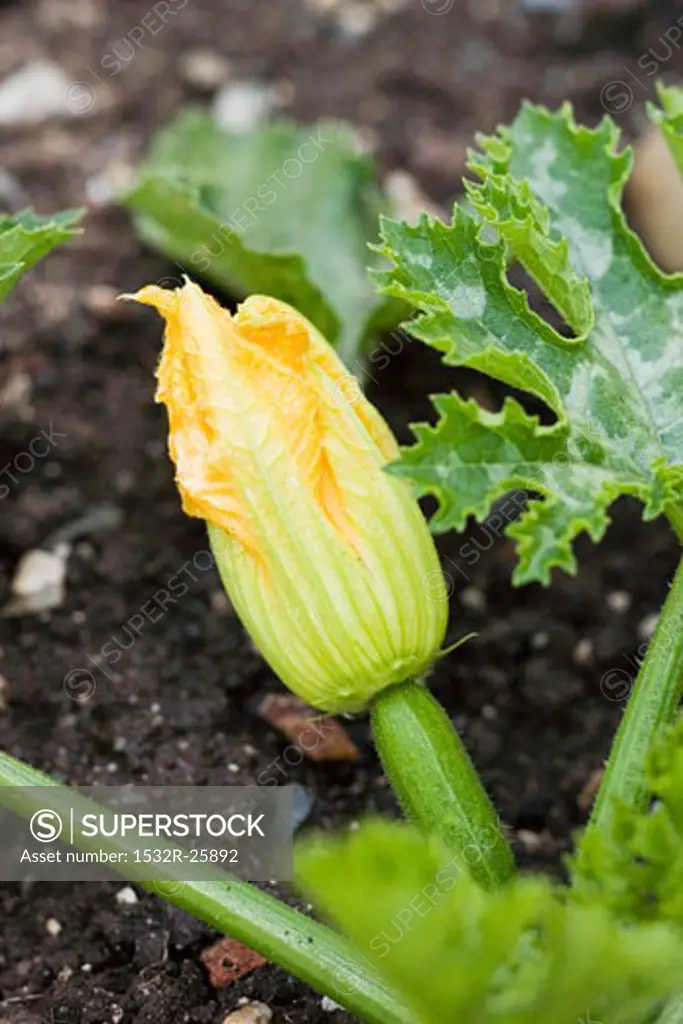 Courgette with flower on the plant