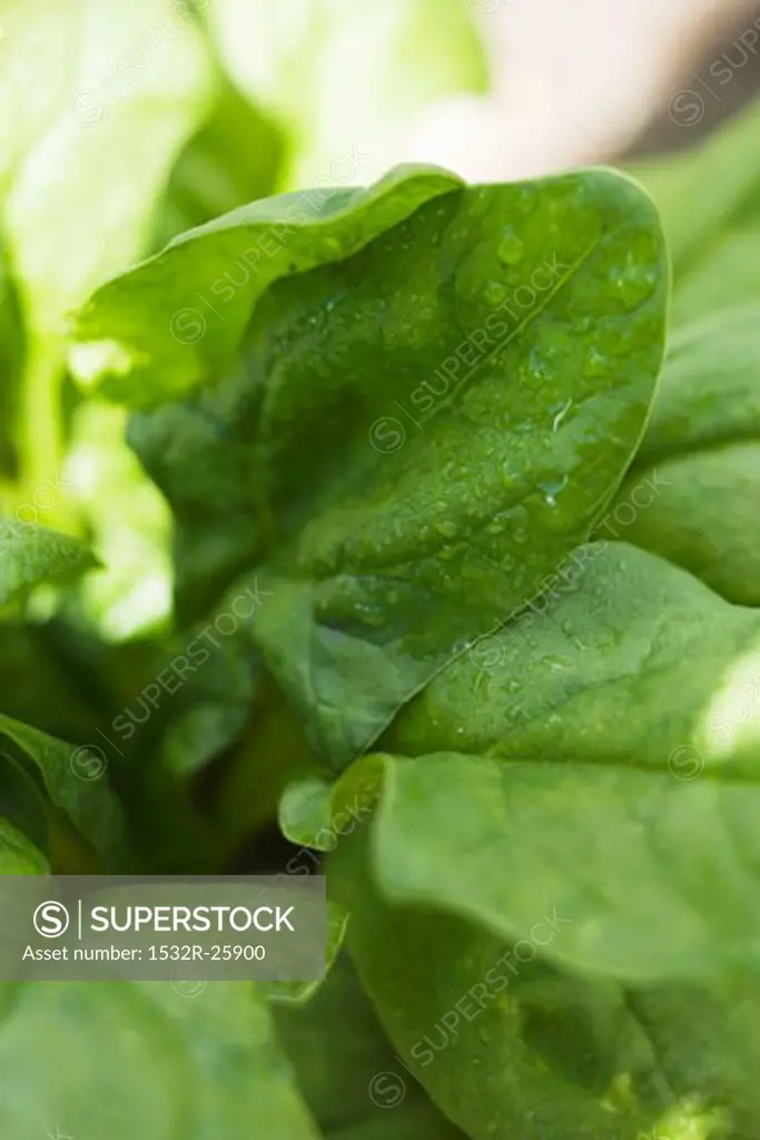 Spinach leaves with drops of water (detail)