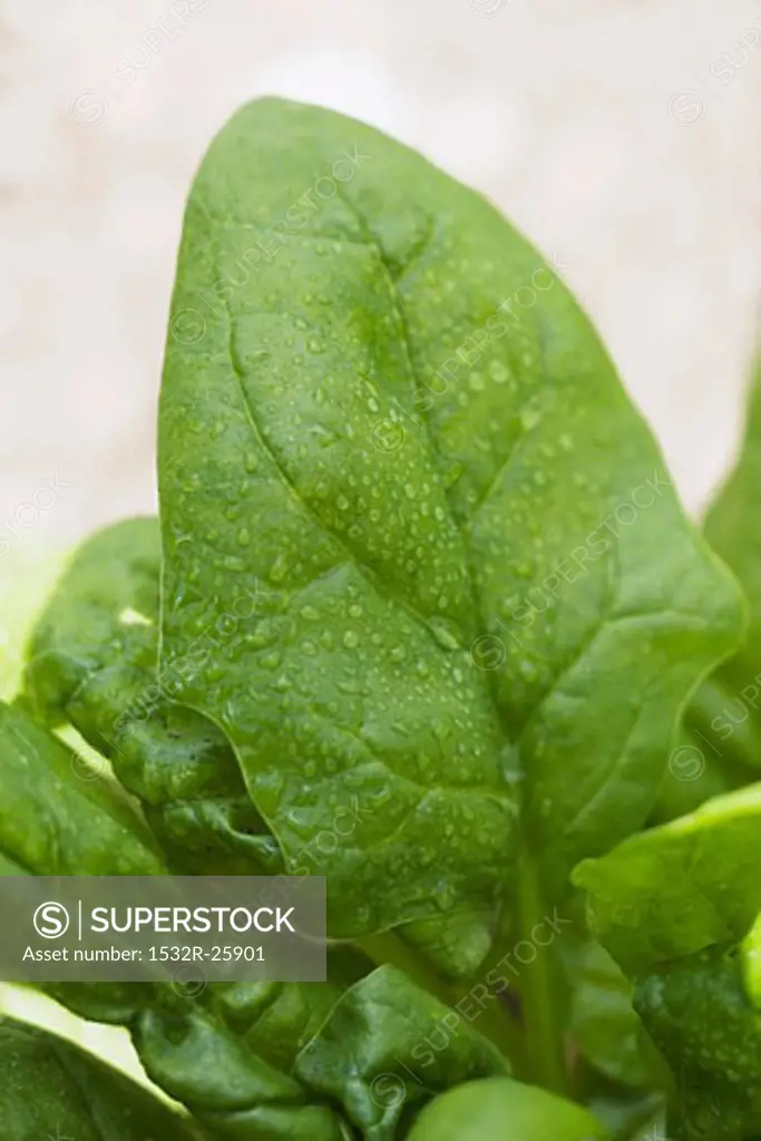 Spinach leaves with drops of water (detail)