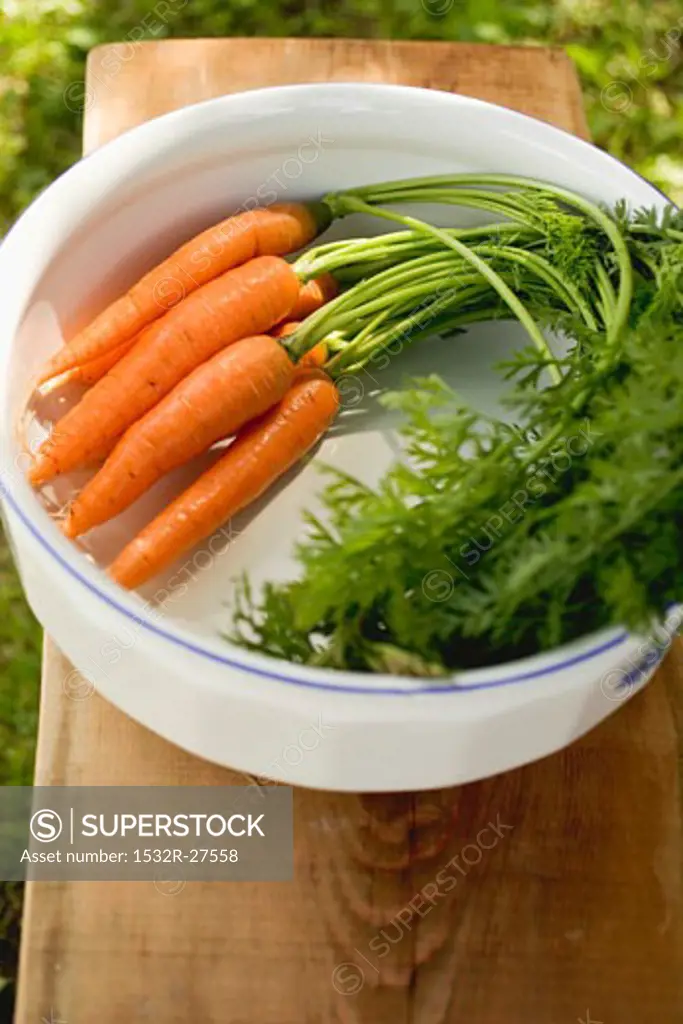 Fresh carrots with tops in white bowl