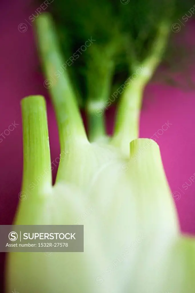 Fresh Florence fennel bulb with leaves (detail)
