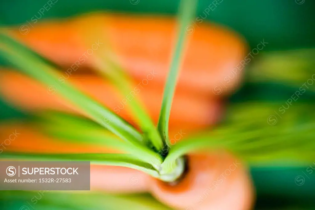 Fresh carrots on green background