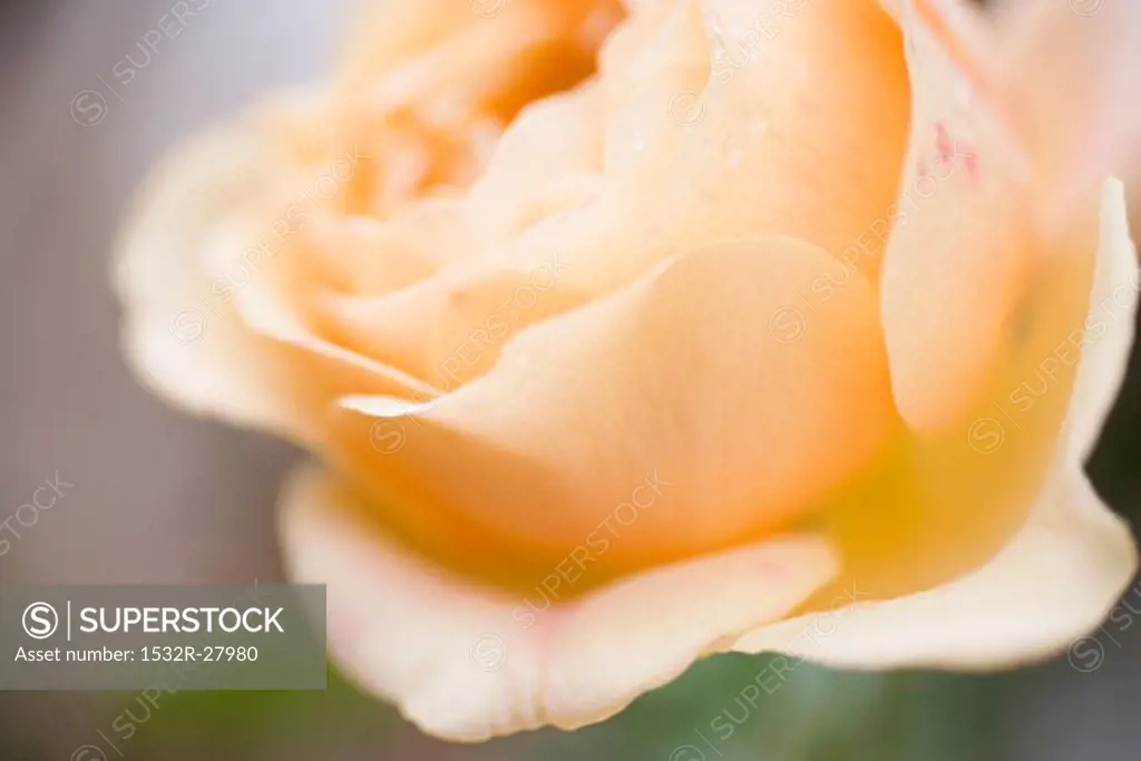 Salmon-pink rose (close-up)