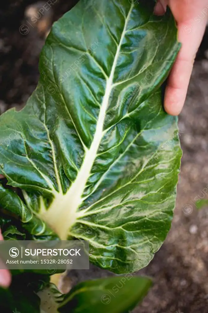 Hand picking chard in a vegetable bed