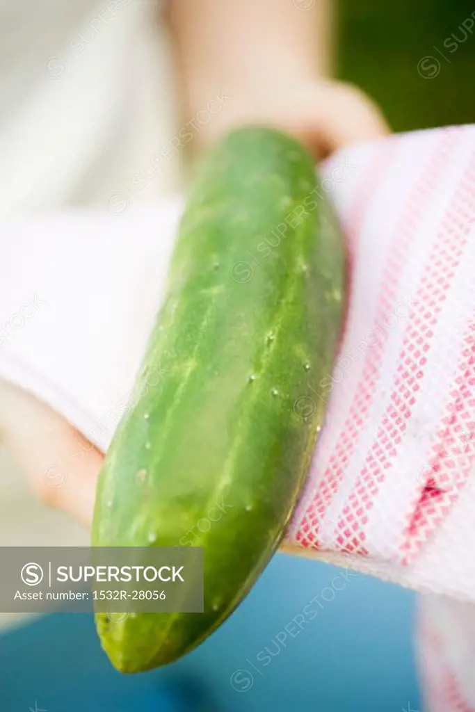 Hands holding a braising cucumber on a tea towel