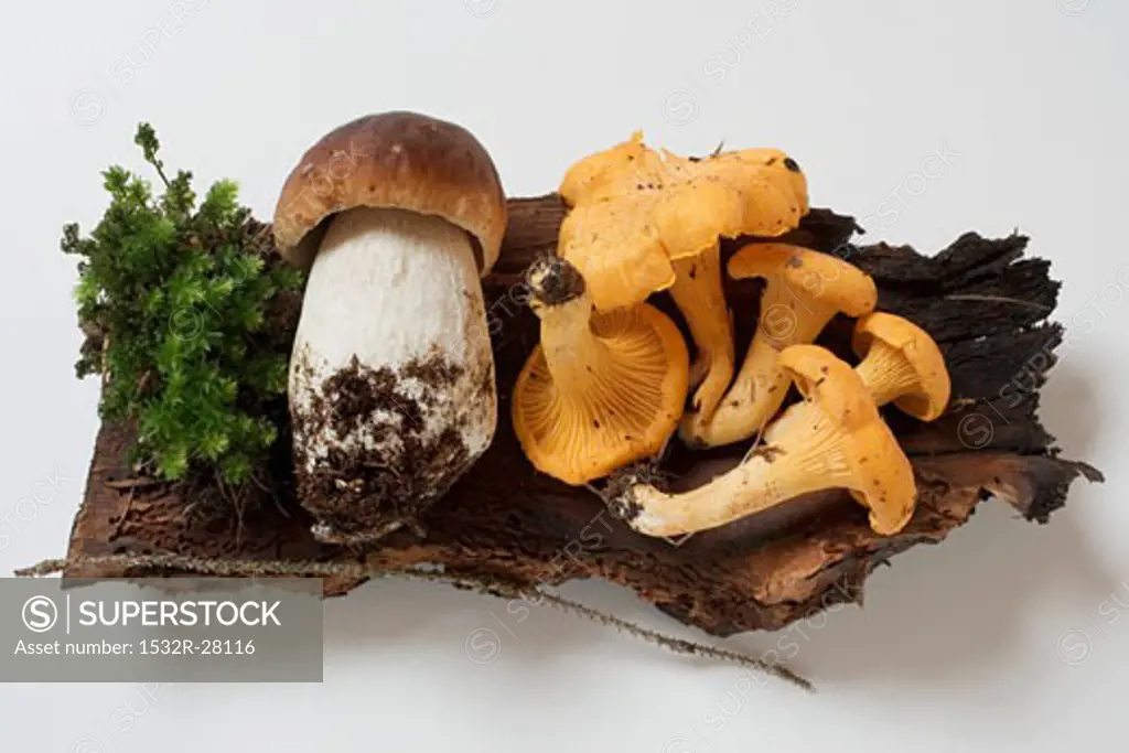 Cep and chanterelles on piece of wood