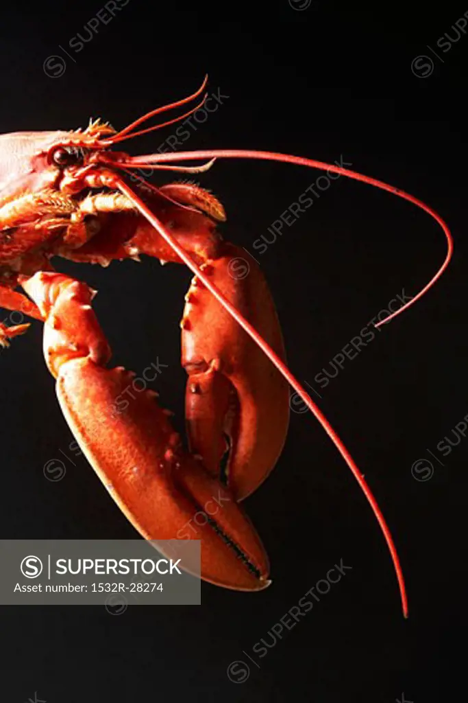 Cooked lobster against black background