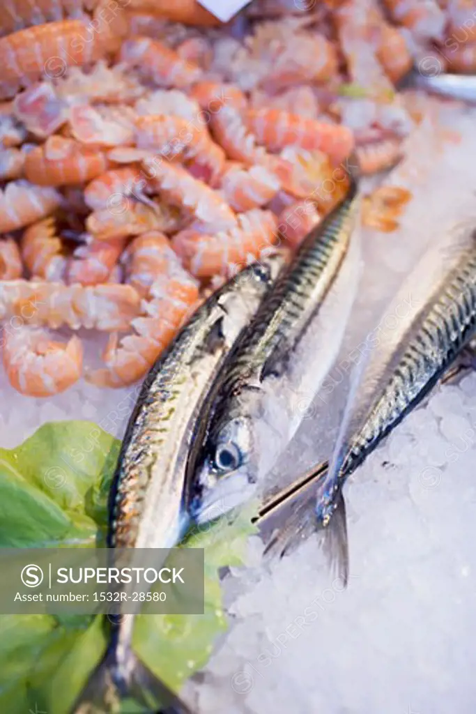 Fresh anchovies and shrimps at a market