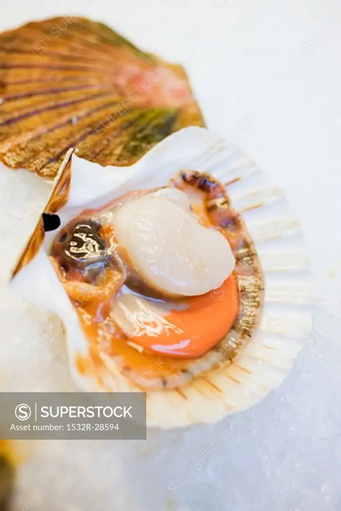 Scallop, opened, on ice