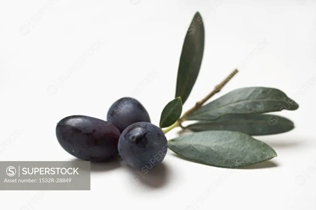 Olive sprig with black olives on white background