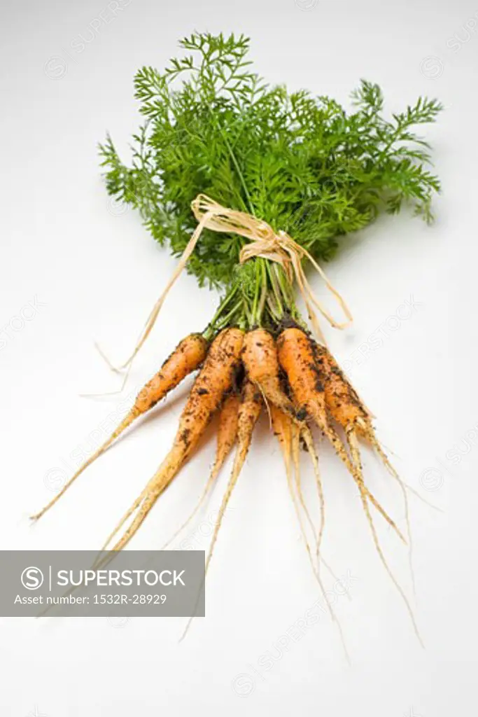 A bunch of young carrots with soil