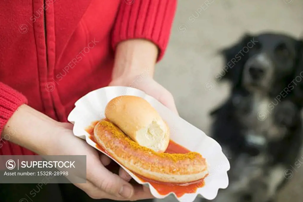Hands holding sausage with ketchup & curry powder in paper dish, dog
