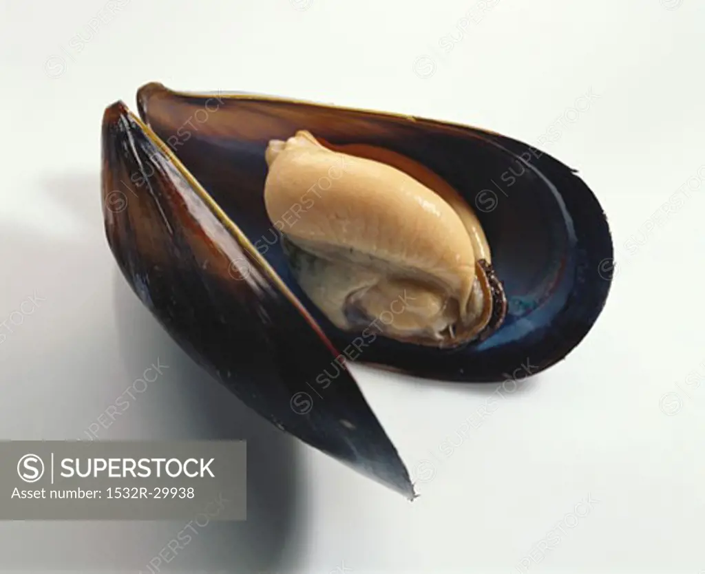 An opened mussel