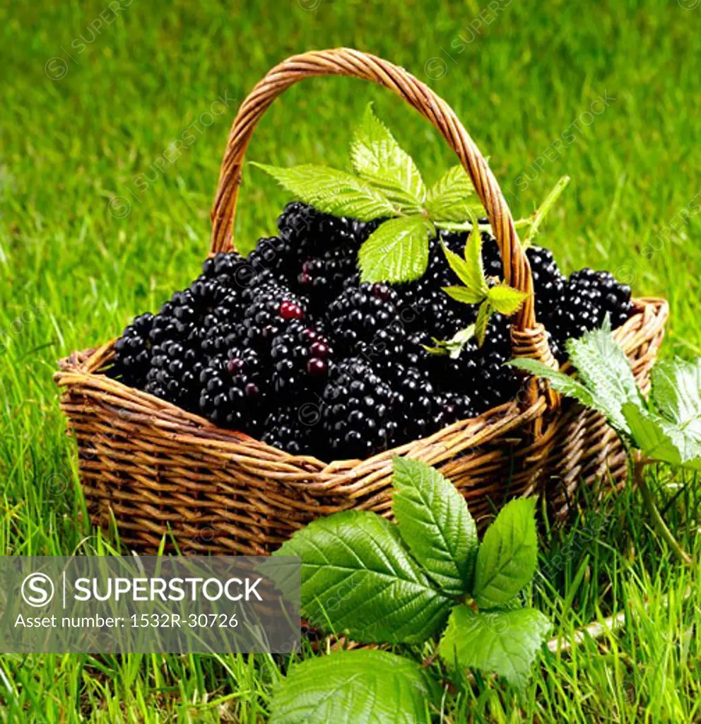 Fresh blackberries in a basket