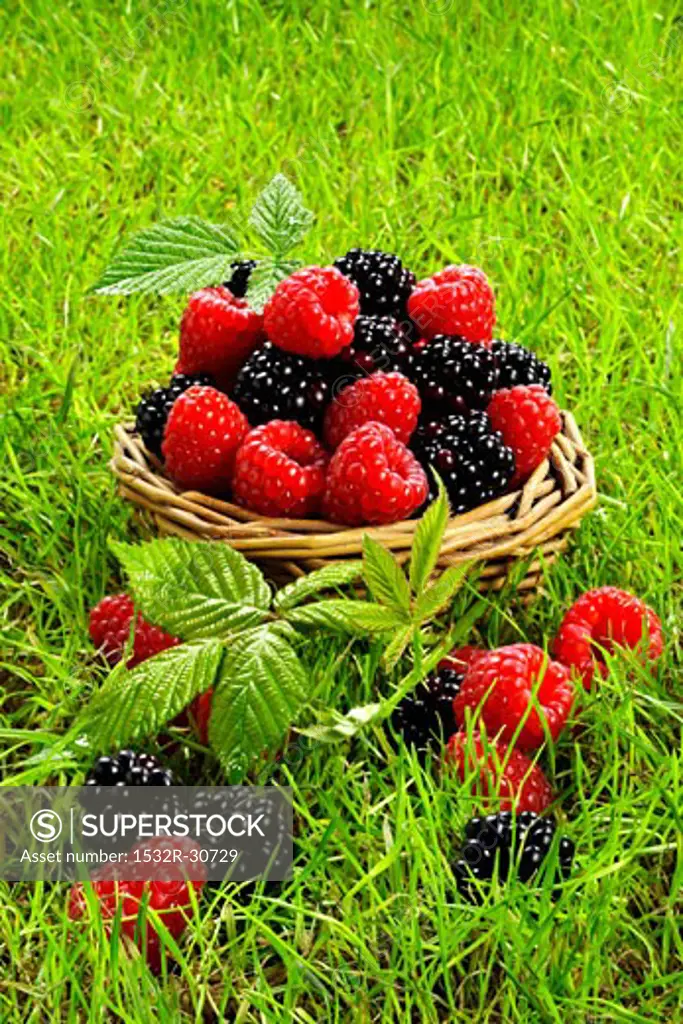 Fresh raspberries and blackberries in a basket