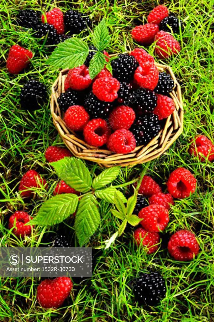 Raspberries and blackberries in a basket and in grass
