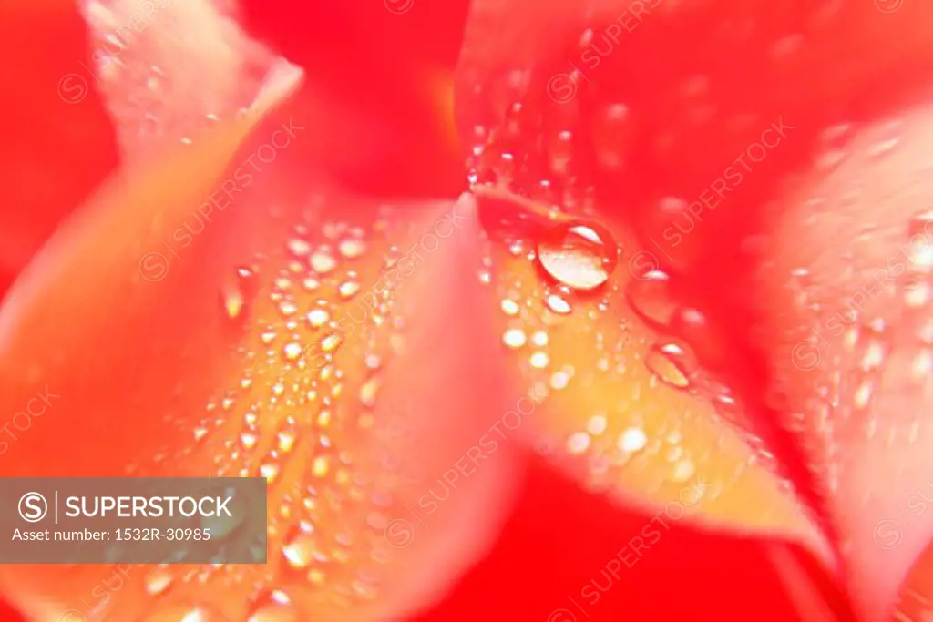 Rose petals with drops of water (close-up)