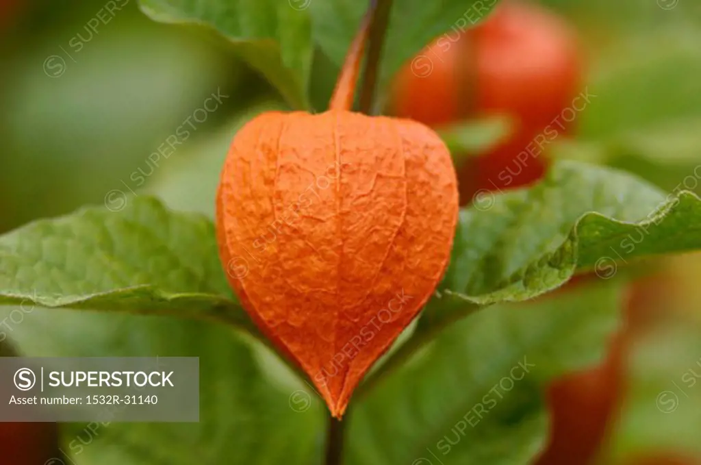 Chinese lantern on the plant (close-up)