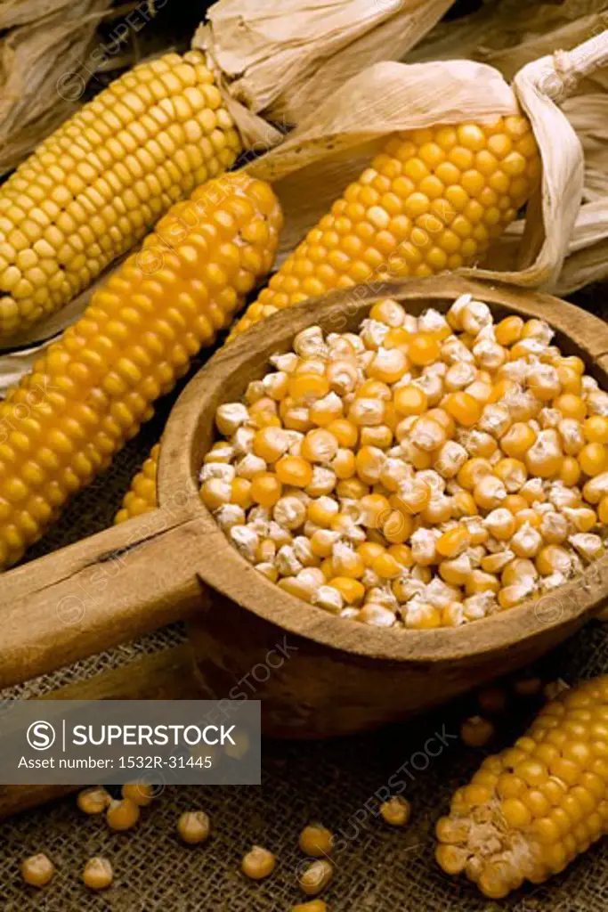 Dried corn on the cob and corn kernels