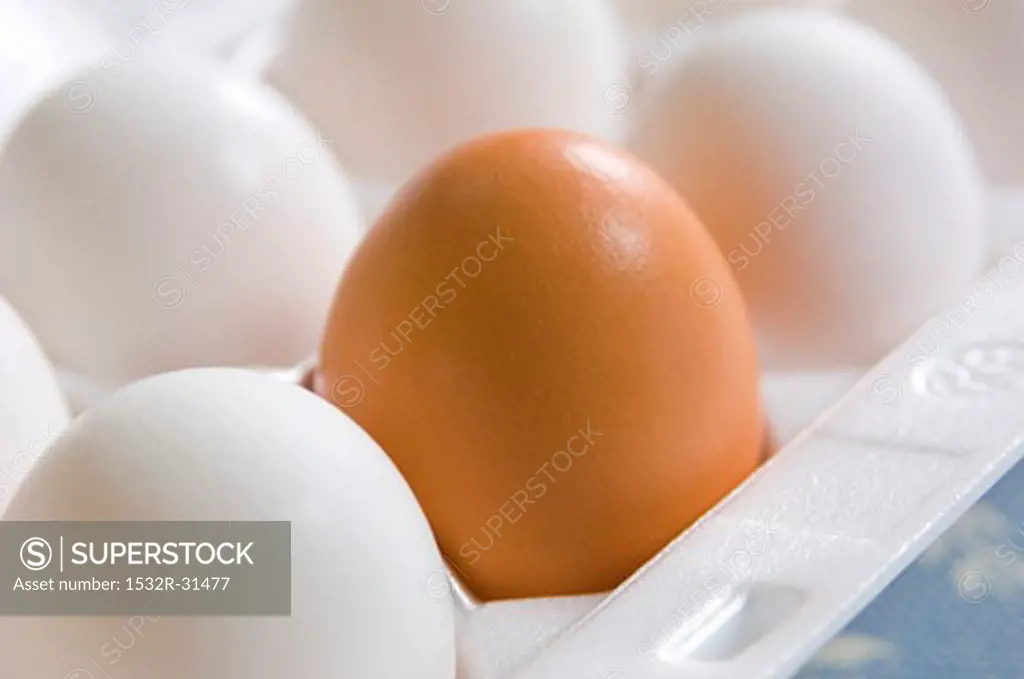 One brown egg and white eggs in egg box (close-up)