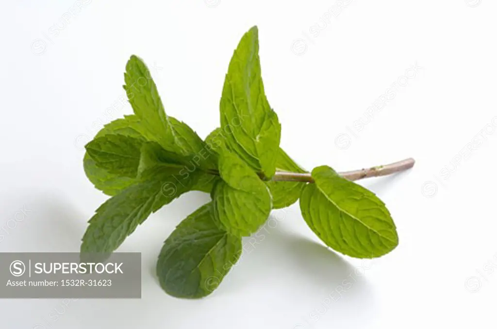A sprig of mint (Hemingway mint)