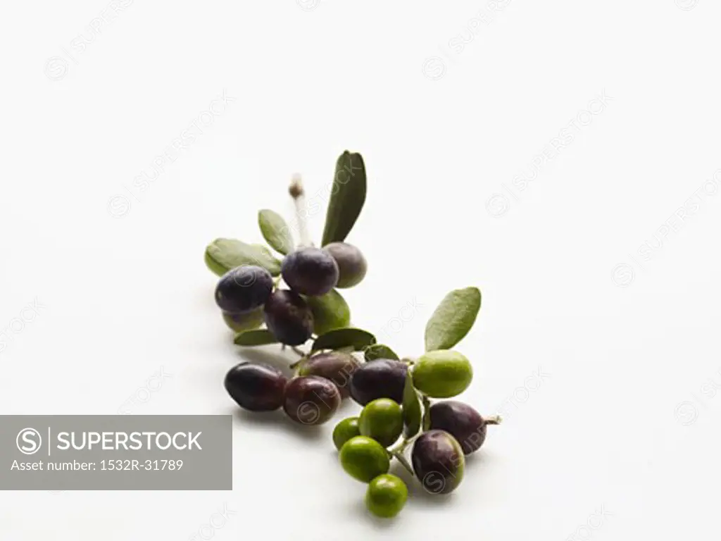 Olive sprig with green and black olives