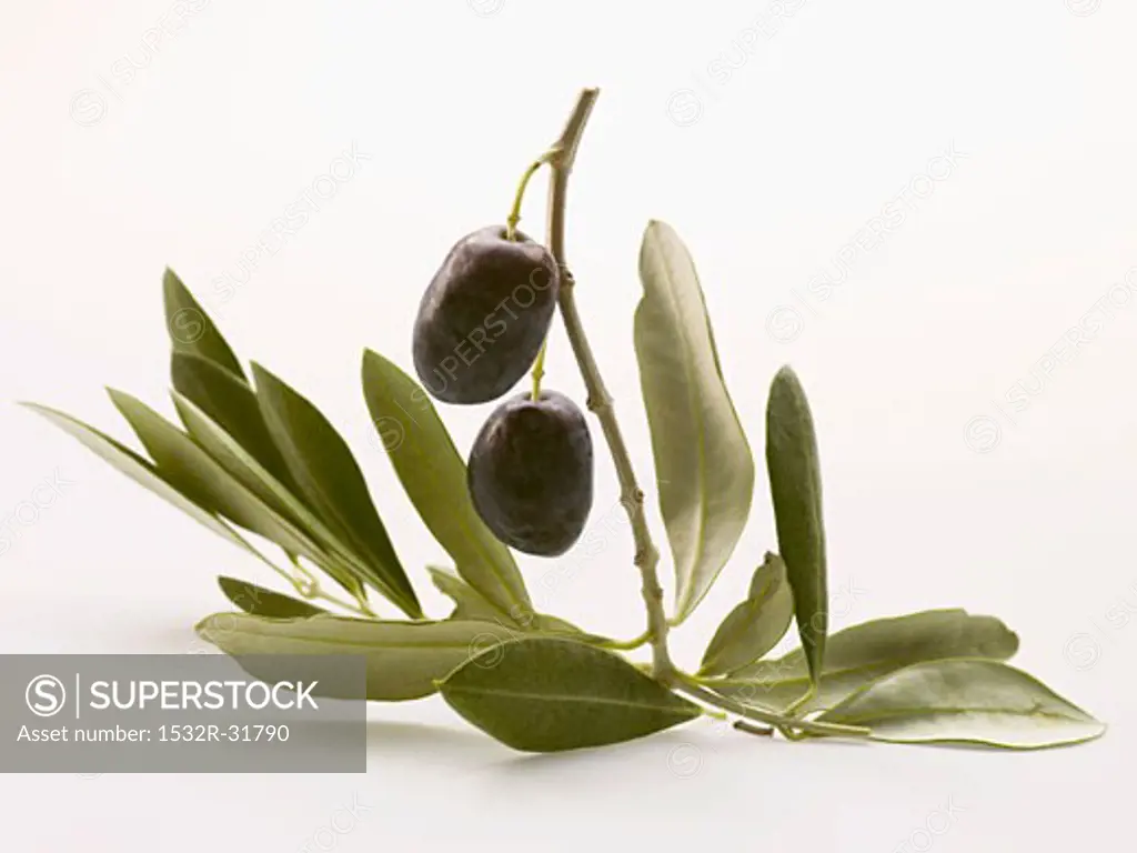 Olive sprig with two black olives