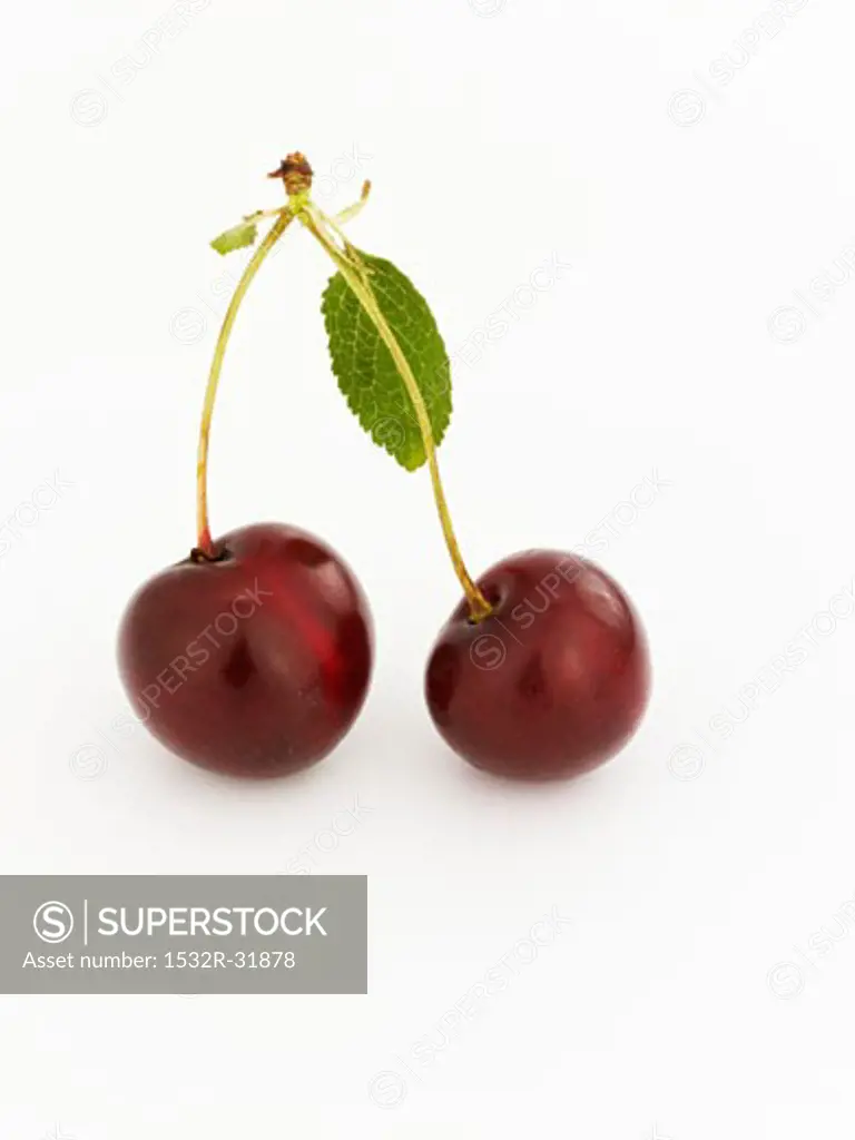 A pair of cherries with stalks and leaf