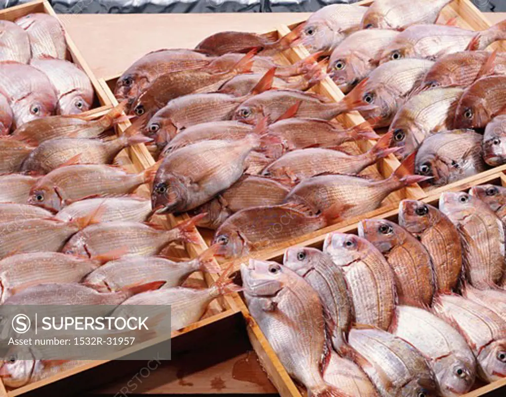 Red sea bream in wooden crates
