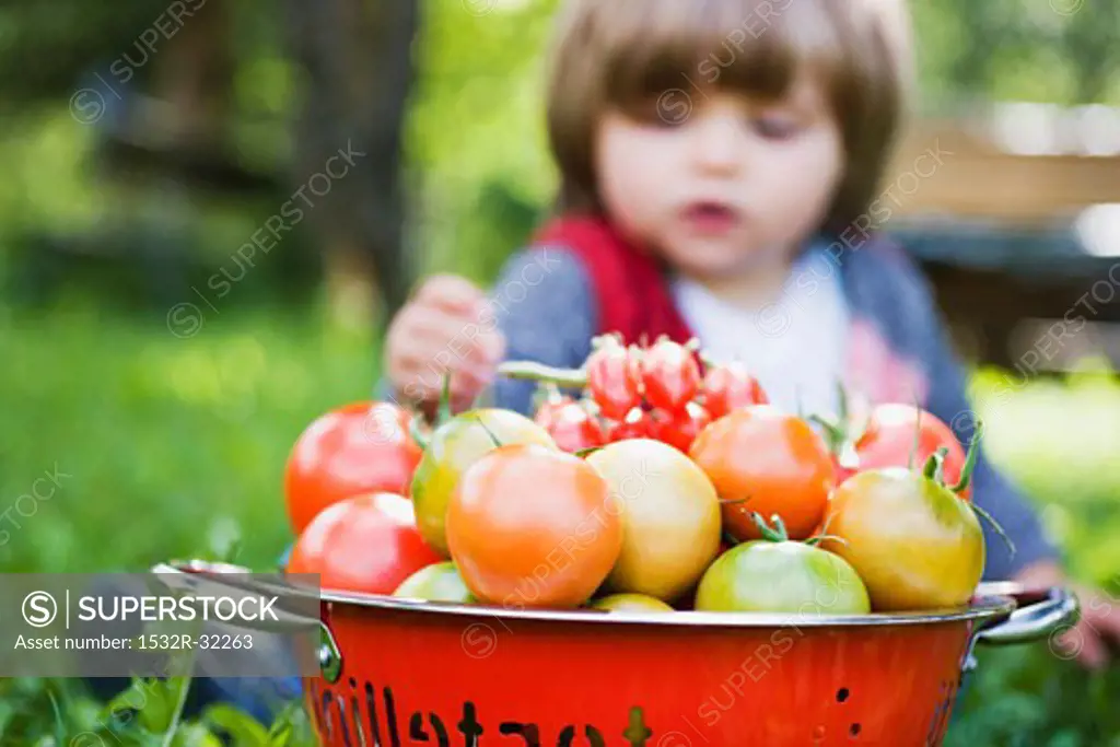 Assorted tomatoes in a colander, small girl in background
