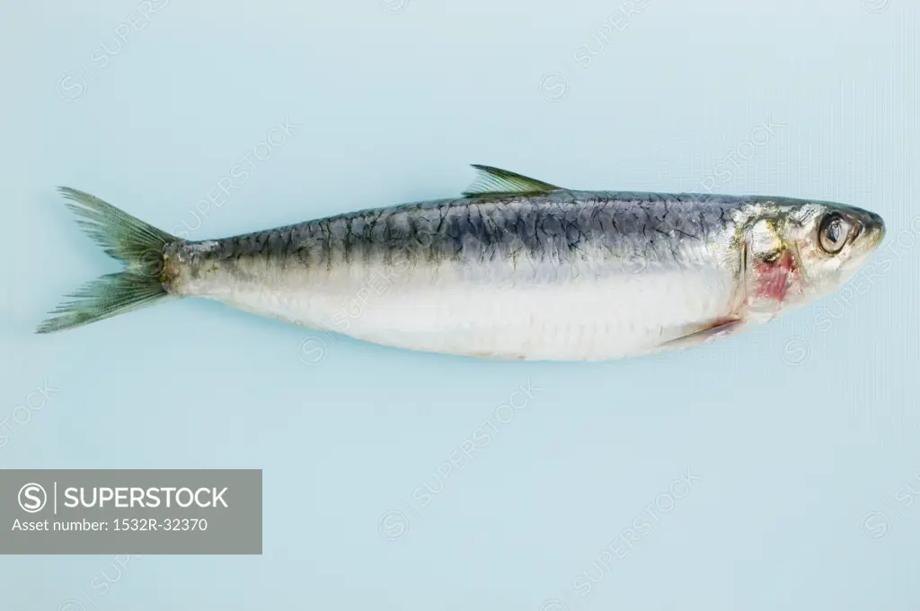 An anchovy