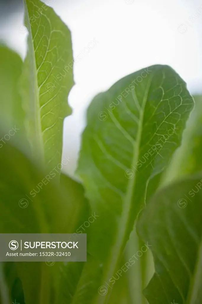 Lettuce plant (close-up)
