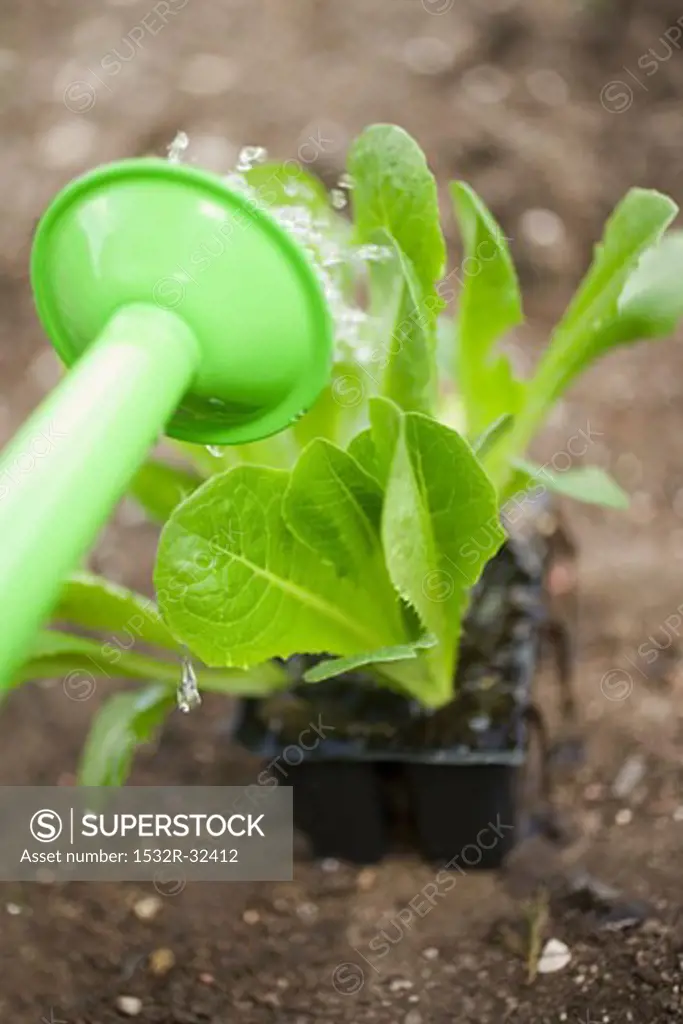 Watering lettuce plants