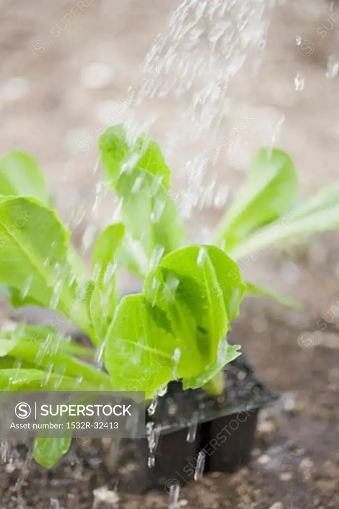 Watering lettuce plants