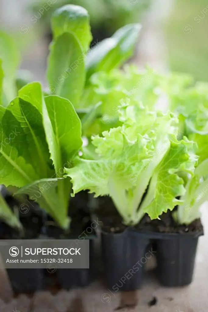 Different types of lettuce plants in plastic modules