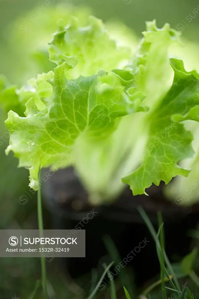 Lettuce plant (close-up)