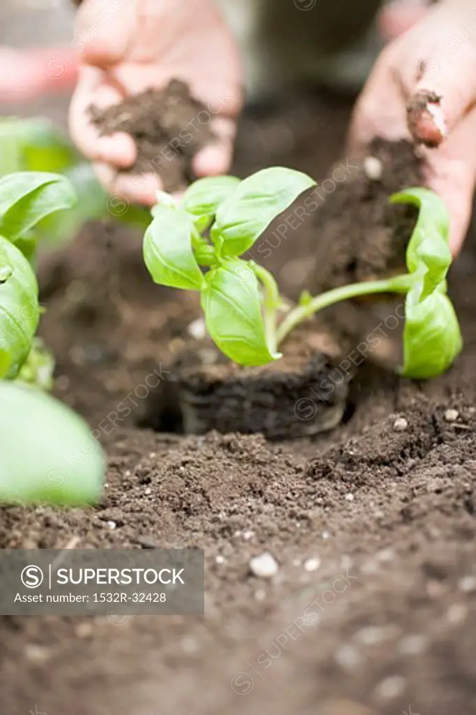 Planting basil in soil