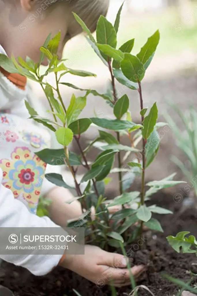 Child planting bay plant in garden