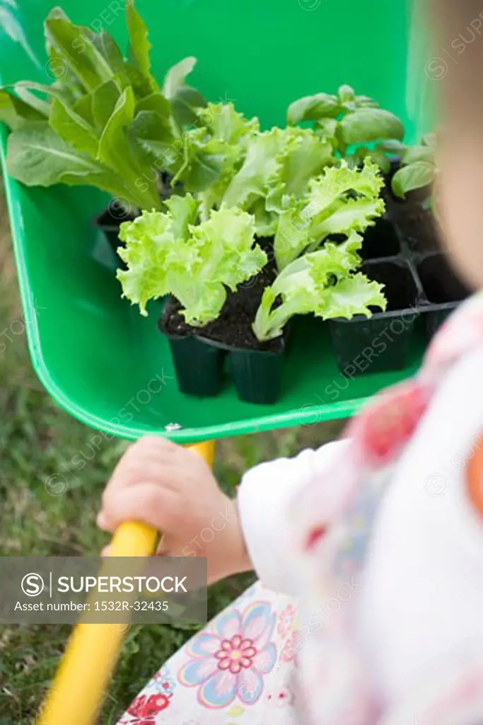 Child pushing wheelbarrow containing lettuce & basil plants
