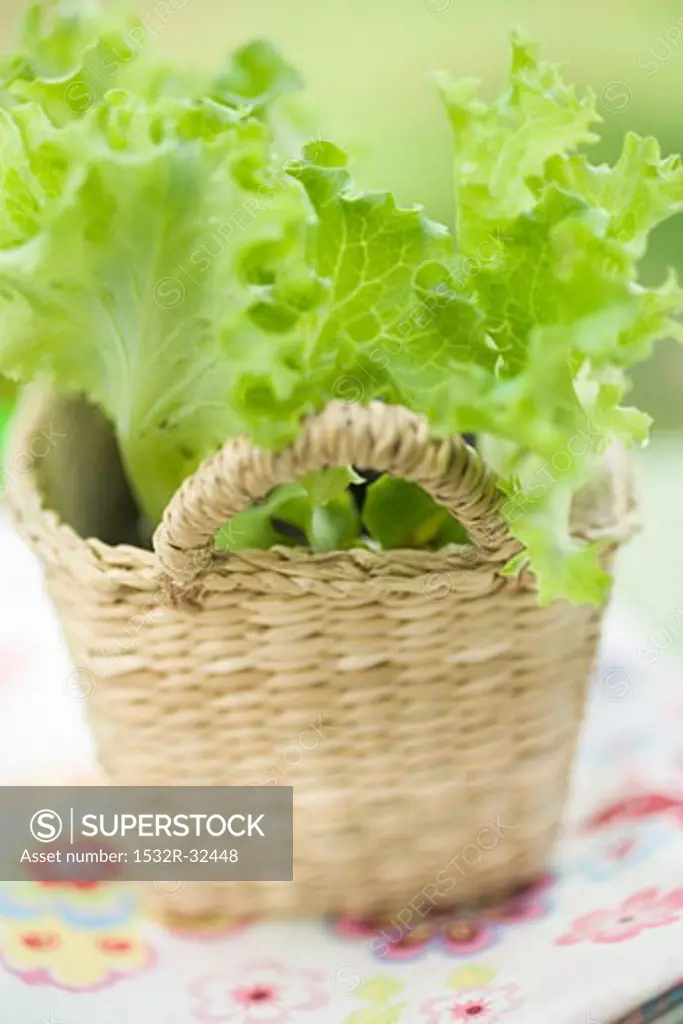 Lettuce plants in basket