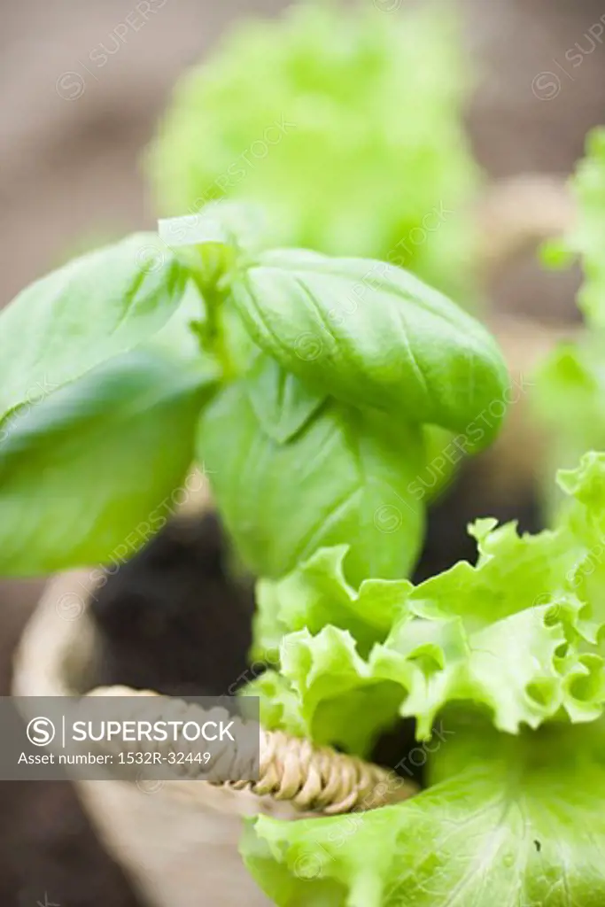 Basil and lettuce plants in basket