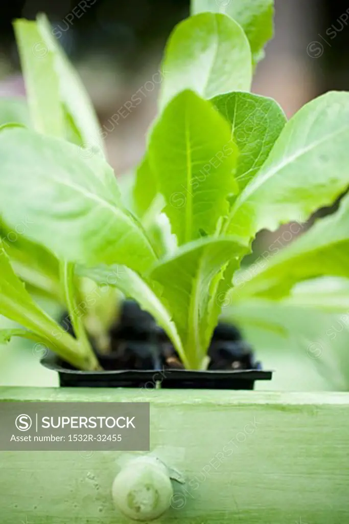 Lettuce plants in plastic modules