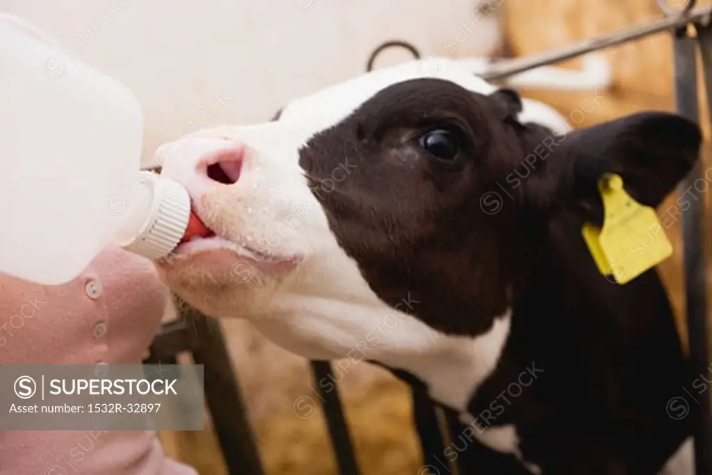 Calf drinking milk from a bottle