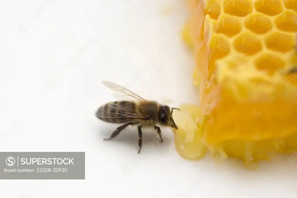 Bee beside honeycomb (close-up)