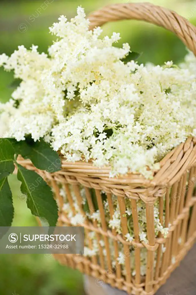 Elderflowers in basket on table