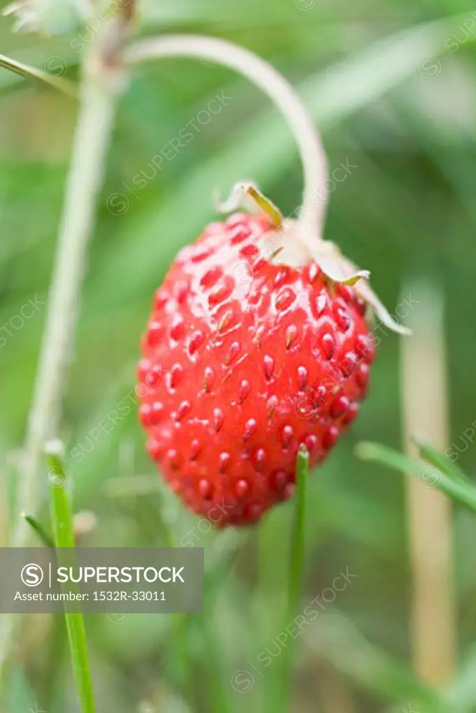 Wild strawberry on the plant (close-up)