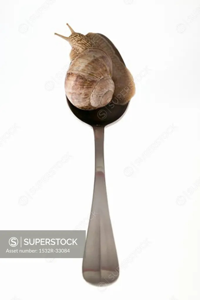 Live snail on spoon